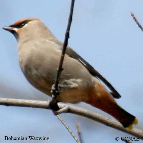 Bohemian Waxwing