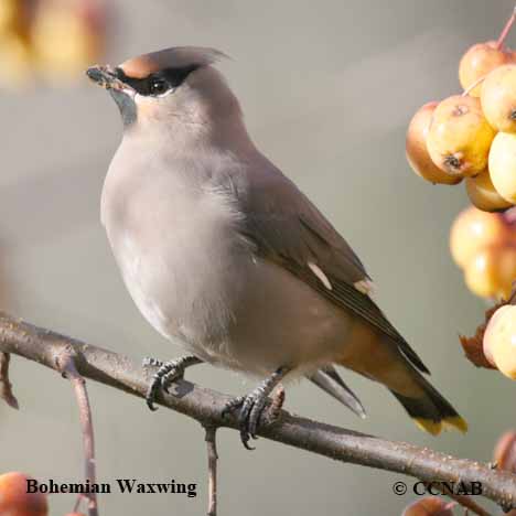 Bohemian Waxwing