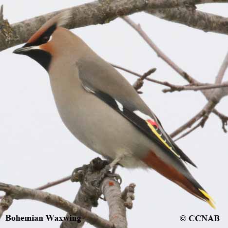 Birds of North America