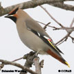 Bohemian Waxwing