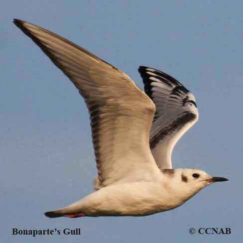 Bonaparte's Gull