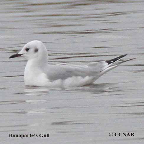 Bonaparte's Gull