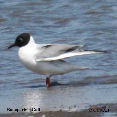 Bonaparte's Gull