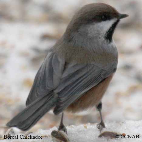 Boreal Chickadee