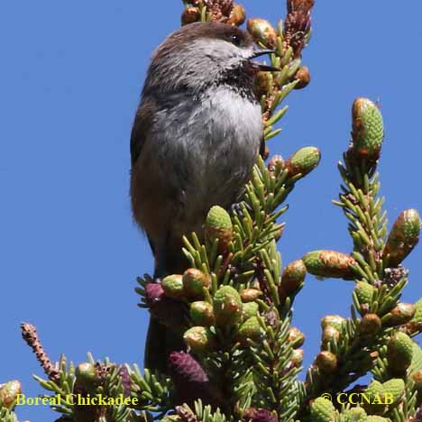 Boreal Chickadee