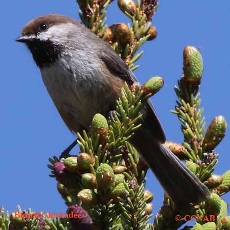 Boreal Chickadee