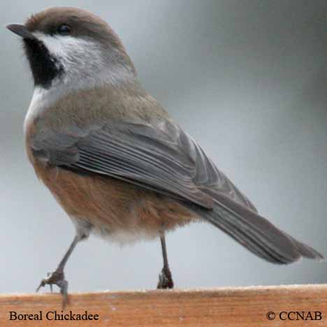 Boreal Chickadee