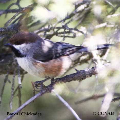 Birds of North America