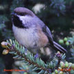 Boreal Chickadee range map