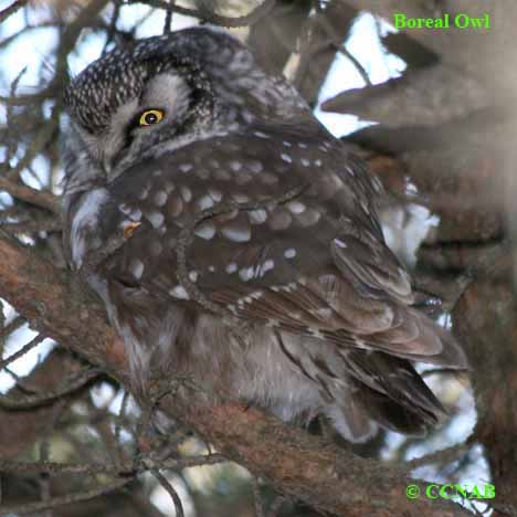 Boreal Owl