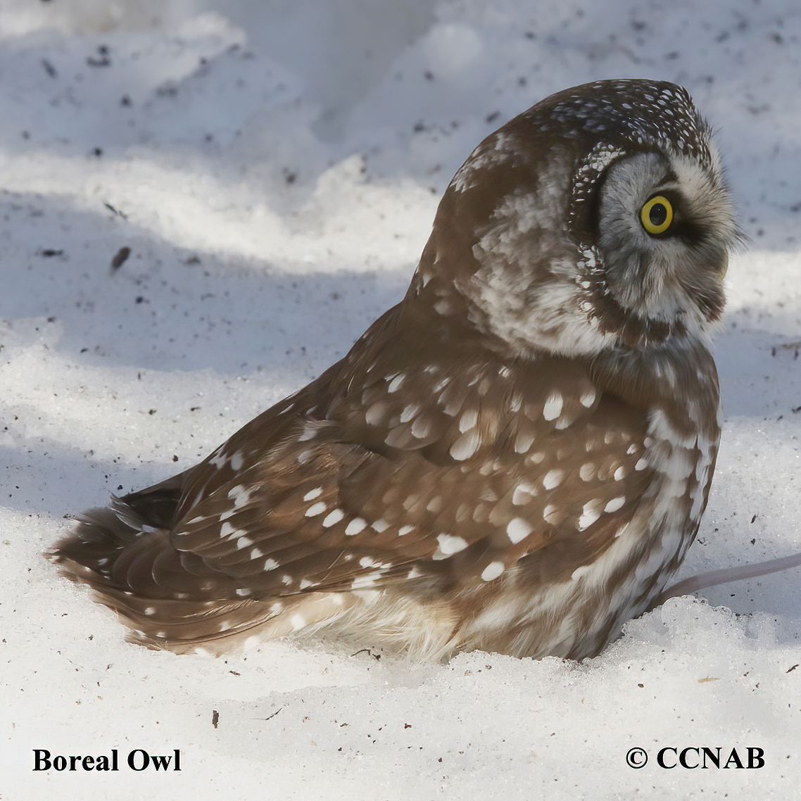 Boreal Owl