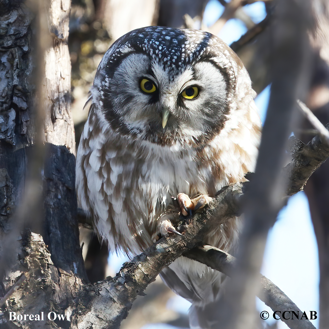 Boreal Owl