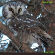 Boreal Owl