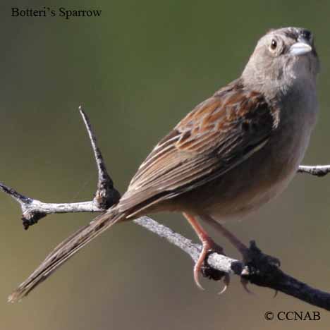 Botteri's Sparrow