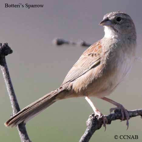 Botteri's Sparrow