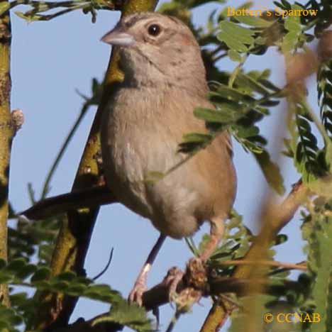 Botteri's Sparrow