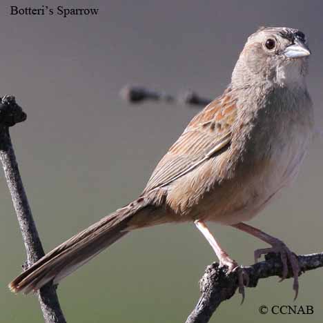 Botteri's Sparrow