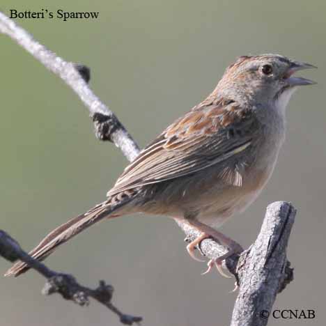 Botteri's Sparrow