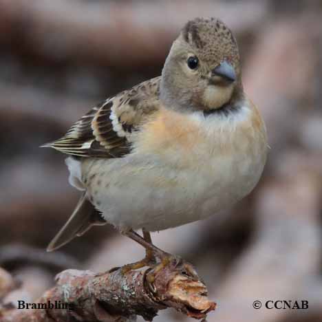 Brambling