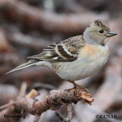 Brambling