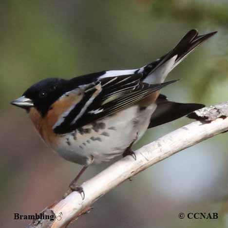 Brambling