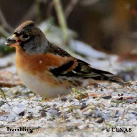 Brambling