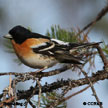 Brambling range map