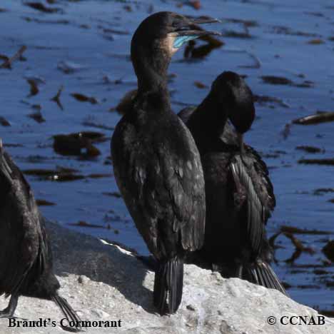 Brandt's Cormorant