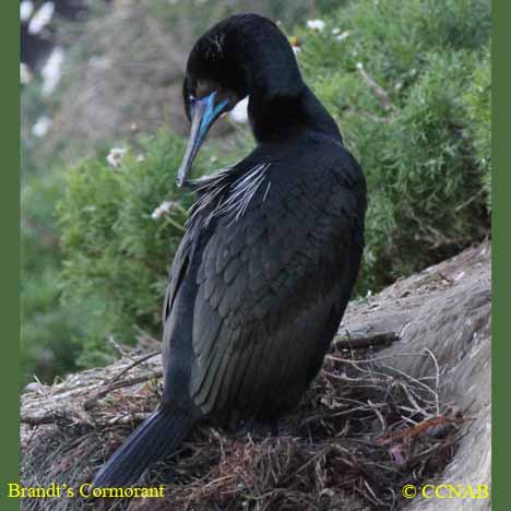 Brandt's Cormorant