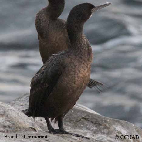 Brandt's Cormorant