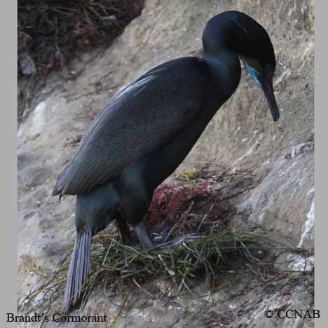 Brandt's Cormorant