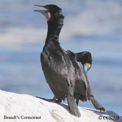 Birds of North America