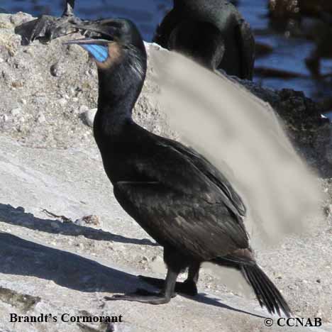 Brandt's Cormorant