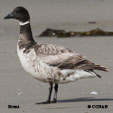 Light-grey Brant