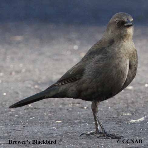 Brewer's Blackbird