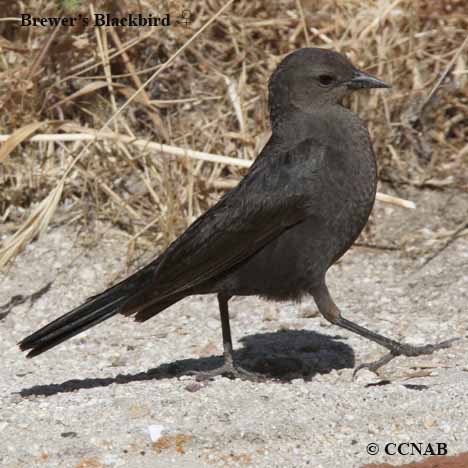 Brewer's Blackbird