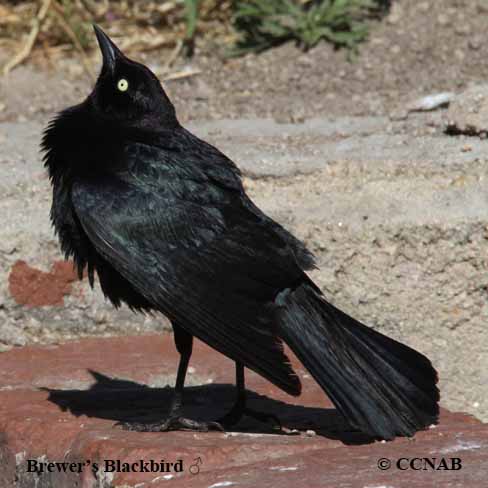 Brewer's Blackbird