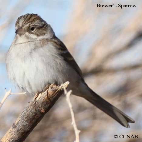 Brewer's Sparrow