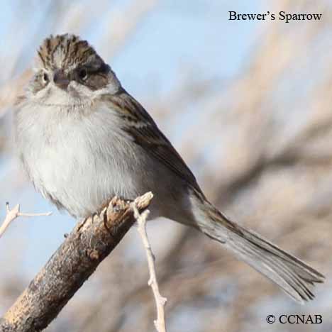 Sparrow Identification Chart