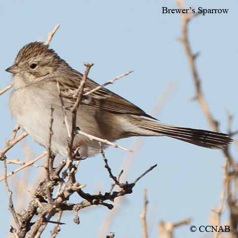 Brewer's Sparrow