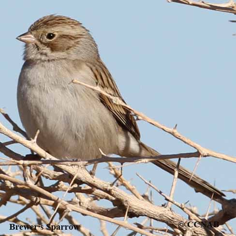 Birds of North America