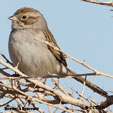 Brewer's Sparrow range map