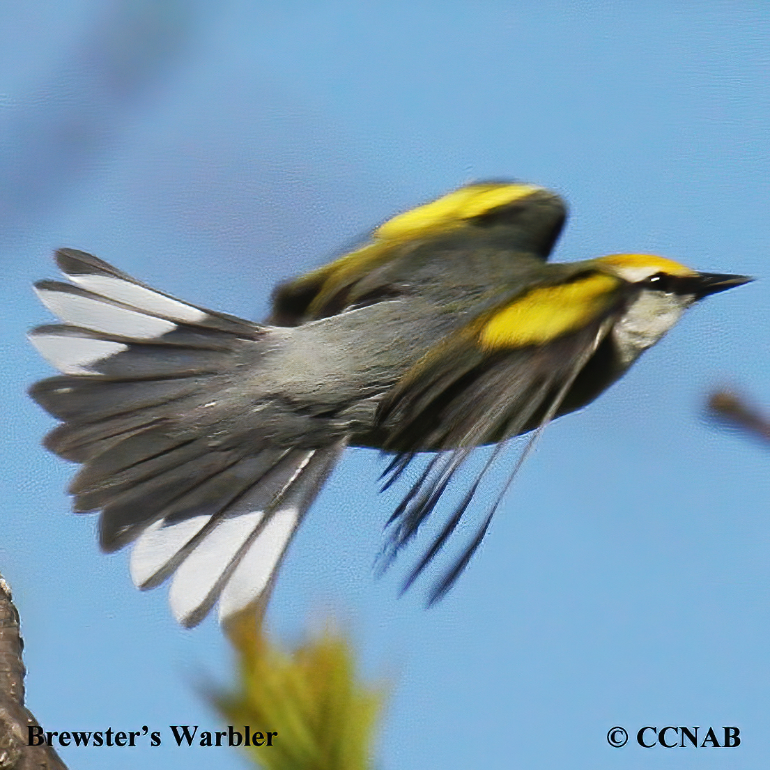 Brewster's Warbler