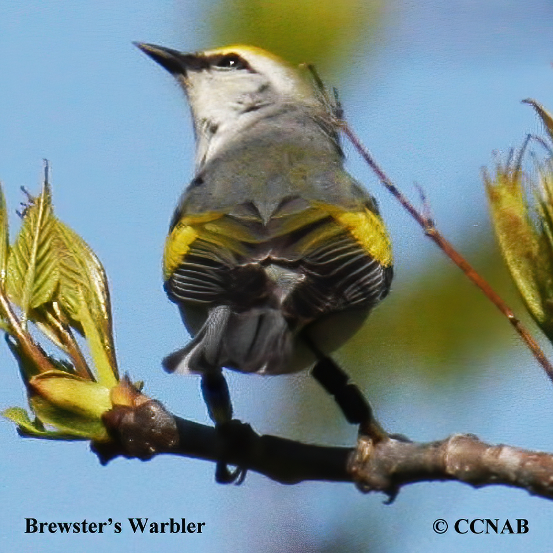 Brewster's Warbler