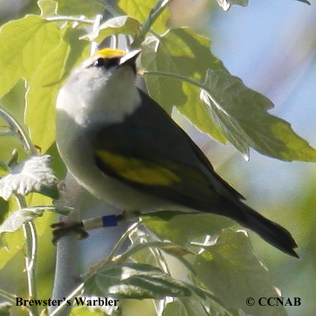 Brewster's Warbler