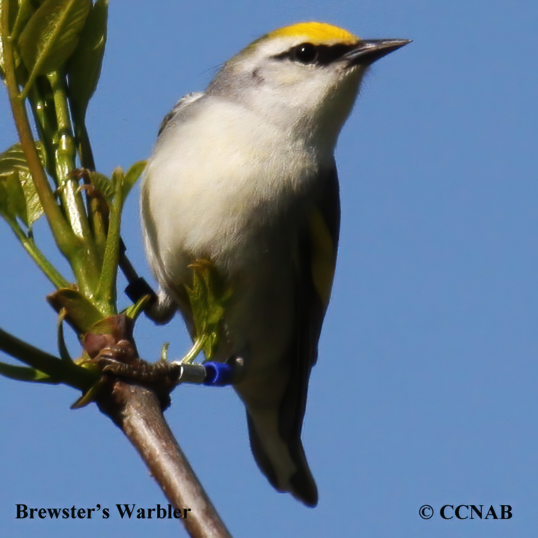 Brewster's Warbler