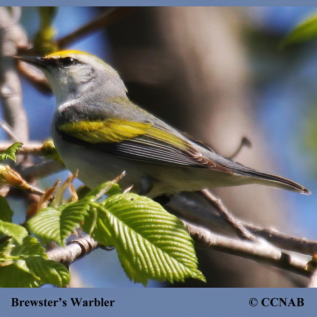 Brewster's Warbler