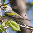 Brewster's Warbler range map