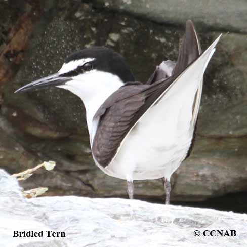 Birds of North America