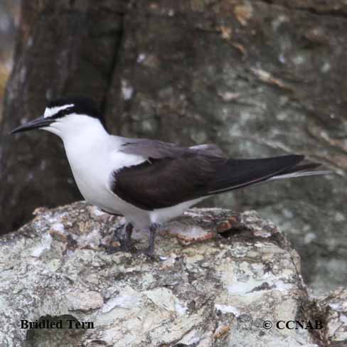 Bridled Tern